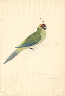 Eunymphicus cornutus, horned parakeet Eunymphicus cornutus, horned parakeet