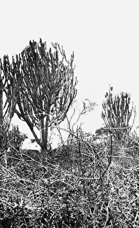 Euphorbia Gallery: Euphorbia Candelabra near Morogoro, East Africa