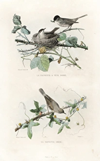 Eurasian blackcap and whitethroat Eurasian blackcap and whitethroat