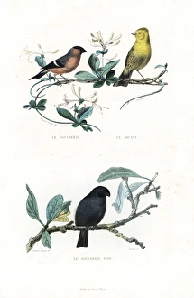 Eurasian bullfinch, yellowhammer and black bullfinch Eurasian bullfinch, yellowhammer and black bullfinch