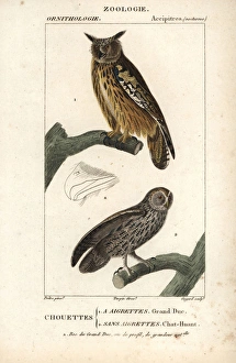 Eurasian eagle-owl, Bubo bubo, and tawny owl, Strix aluco Eurasian eagle-owl, Bubo bubo, and tawny owl, Strix aluco
