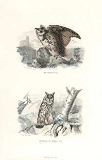 Eurasian eagle-owl and long-eared owl Eurasian eagle-owl and long-eared owl