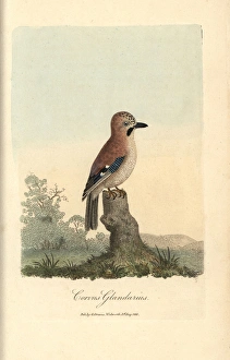 Eurasian jay, Corvus glandarius, Garrulus glandarius Eurasian jay, Corvus glandarius, Garrulus glandarius