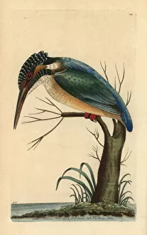 Eurasian kingfisher, Alcedo atthis