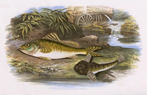 Thumb Gallery: Eurasian Ruffe and Millers Thumb