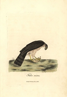 Eurasian sparrowhawk, Accipiter nisus (male) Eurasian sparrowhawk, Accipiter nisus (male)