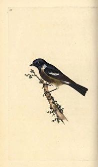 Eurasian tree sparrow, Passer montanus Eurasian tree sparrow, Passer montanus