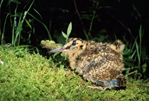 Sandpipers Gallery: 