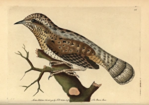 Eurasian wryneck, Jynx torquilla