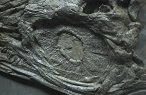 Eurhinosaurus longirostris, ichthyosaur Eurhinosaurus longirostris, ichthyosaur