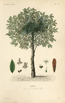 European ash tree, Fraxinus excelsior European ash tree, Fraxinus excelsior
