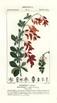 Antique Botanical Prints For Sale Prints: European barberry, Berberis vulgaris