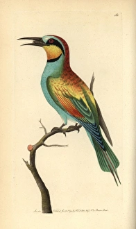 European bee-eater, Merops apiaster European bee-eater, Merops apiaster