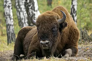 Images Dated 24th October 2006: European Bison - a huge adult male bull lying down