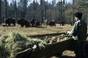 European Bisons European Bisons