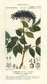 Bitter Gallery: European black elderberry, Sambucus nigra