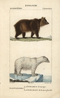 European brown bear, Ursus arctos, and polar European brown bear, Ursus arctos, and polar
