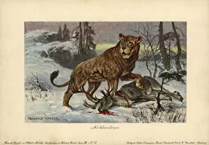 Panthera Gallery: European cave lion, Panthera leo spenaea, extinct
