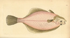 European flounder, Platichthys flesus European flounder, Platichthys flesus