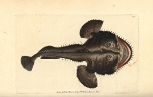 European frogfish or angler, Lophius piscatorius European frogfish or angler, Lophius piscatorius