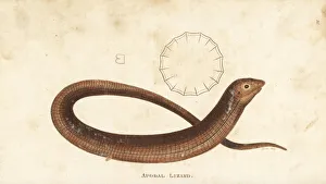 European glass lizard, Pseudopus apodus European glass lizard, Pseudopus apodus