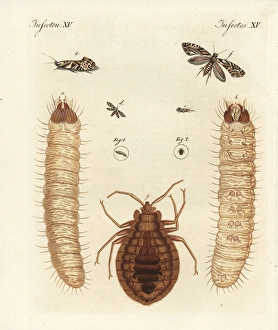 European grain moth and common bed bug European grain moth and common bed bug