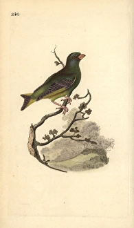 European greenfinch, Carduelis chloris European greenfinch, Carduelis chloris