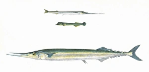 European Halfbeak, Blunt-Headed Halfbeak, and Skipper European Halfbeak, Blunt-Headed Halfbeak, and Skipper