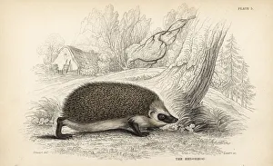 European hedgehog, Erinaceus europaeus European hedgehog, Erinaceus europaeus
