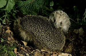 European HEDGEHOGS - young behind mother, autumn European HEDGEHOGS - young behind mother, autumn