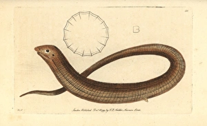 European legless lizard, Pseudopus apodus European legless lizard, Pseudopus apodus