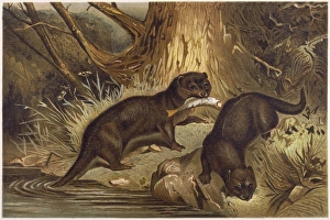 <b class=qtipBold><figcaption>European Otter C1840</figcaption></b><br>European otter<br><em>© Mary Evans Picture Library</em> European Otter C1840