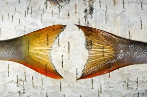 European Perch - two fish-tails placed on a birch-tree European Perch - two fish-tails placed on a birch-tree