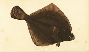 European plaice, Pleuronectes platessa European plaice, Pleuronectes platessa