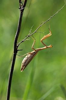 European / Praying Mantis - hides in long grasses European / Praying Mantis - hides in long grasses
