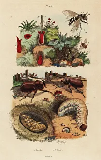 European rhinoceros beetle and European orchard bee European rhinoceros beetle and European orchard bee