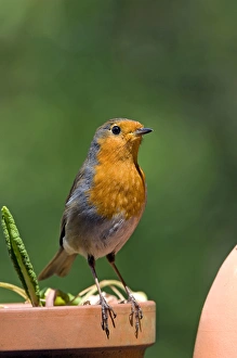 European Robin - adult - on a flower pot - spring - May European Robin - adult - on a flower pot - spring - May