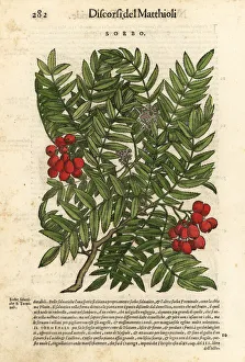 European rowan tree, Sorbus aucuparia European rowan tree, Sorbus aucuparia
