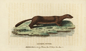 European or Russian mink, Mustela lutreola European or Russian mink, Mustela lutreola