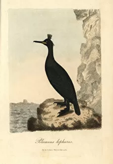 European shag, Phalacrocorax aristotelis