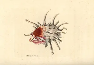 European thorny oyster, Spondylus gaederopus European thorny oyster, Spondylus gaederopus
