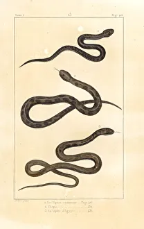 European viper, asp and Indian saw-scaled viper European viper, asp and Indian saw-scaled viper