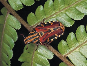 Euselates sp., rose chafer beetle Euselates sp., rose chafer beetle