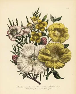 Humphreys Gallery: Evening primrose or Oenothera species
