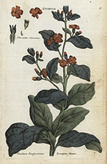 Evergreen alkanet, Anchusa sempervirens Evergreen alkanet, Anchusa sempervirens