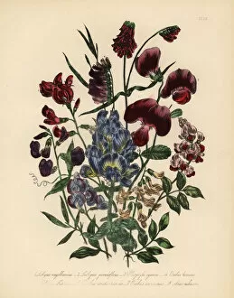 Bitter Gallery: Everlasting pea and vetch species