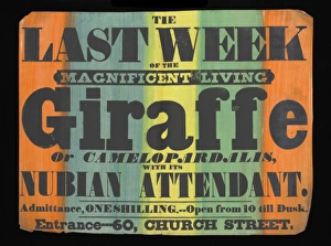 Exhibition of a giraffe to the public Exhibition of a giraffe to the public