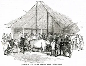 Exhibition of prize cattle, Portman Square, London Exhibition of prize cattle, Portman Square, London