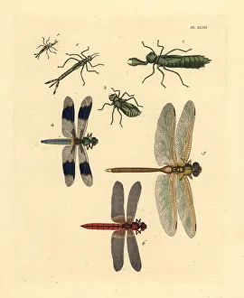 Exotic dragonflies, darners and skimmers Exotic dragonflies, darners and skimmers