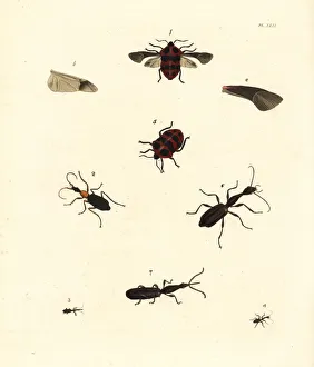 Exotic insects Exotic insects